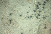 海星和海胆