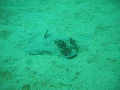 Ray