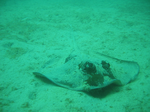 Ray