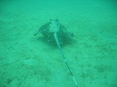 Ray